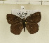  ( - CTBB-1256)  @11 [ ] Copyright (2014) Thierry Bouyer Research Collection of Thierry Bouyer