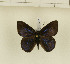  ( - CTBB-1261)  @13 [ ] Copyright (2014) Thierry Bouyer Research Collection of Thierry Bouyer
