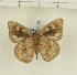 ( - CTBB-1263)  @13 [ ] Copyright (2014) Thierry Bouyer Research Collection of Thierry Bouyer