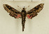  ( - CTBB-1274)  @13 [ ] Copyright (2014) Thierry Bouyer Research Collection of Thierry Bouyer