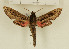  ( - CTBB-1275)  @13 [ ] Copyright (2014) Thierry Bouyer Research Collection of Thierry Bouyer