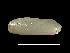  (Adipicola - MNHN-IM-2007-40212)  @14 [ ] Unspecified (default): All Rights Reserved  Unspecified Unspecified