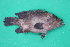  ( - MAK-123A)  @11 [ ] CreativeCommons-Attribution Non-Commercial Share-Alike (2020) Dr.Arif Muhammad Khan University of Sargodha ,Sargodha ,Pakistan
