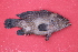  ( - MAK-123B)  @11 [ ] CreativeCommons-Attribution Non-Commercial Share-Alike (2020) Dr.Arif Muhammad Khan University of Sargodha ,Sargodha ,Pakistan