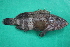  (Epinephelus stoliczkae - MAK-169B)  @11 [ ] CreativeCommons-Attribution Non-Commercial Share-Alike (2020) Dr.Arif Muhammad Khan University of Sargodha ,Sargodha ,Pakistan