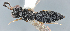  ( - FSCA 00094167)  @11 [ ] CreativeCommons - Attribution Share-Alike (2023) Unspecified Florida Department of Agriculture and Consumer Services, Division of Plant Industry