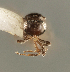  (Trimorus cf. pusillus - FSCA 00094249)  @11 [ ] CreativeCommons - Attribution Share-Alike (2023) Unspecified Florida Department of Agriculture and Consumer Services, Division of Plant Industry
