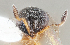  (Hadronotus bicolor - FSCA_00091193)  @11 [ ] CreativeCommons - Attribution Share-Alike (2023) Unspecified Florida Department of Agriculture and Consumer Services, Division of Plant Industry