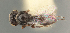  ( - FSCA 00095852)  @11 [ ] CreativeCommons - Attribution Share-Alike (2023) Unspecified Florida Department of Agriculture and Consumer Services, Division of Plant Industry