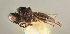  ( - FSCA 00095852)  @11 [ ] CreativeCommons - Attribution Share-Alike (2023) Unspecified Florida Department of Agriculture and Consumer Services, Division of Plant Industry