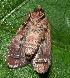  (Hampsonodes sp. HG01 - RMNH.INS.981161)  @11 [ ] CreativeCommons - Attribution (2018) Hajo Gernaat Unspecified