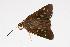  ( - RMNH.INS.1108019)  @11 [ ] CreativeCommons - Attribution (2019) Hajo Gernaat Unspecified