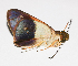  ( - RMNH.INS.1108019)  @11 [ ] CreativeCommons - Attribution (2019) Hajo Gernaat Unspecified