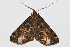 ( - RMNH.INS.1108038)  @11 [ ] CreativeCommons - Attribution (2019) Hajo Gernaat Unspecified