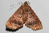  (Ischnopteris sp. HG01 - RMNH.INS.1108038)  @11 [ ] CreativeCommons - Attribution (2019) Hajo Gernaat Unspecified