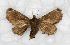  (Semyra sp. HG01 - RMNH.INS.981112)  @11 [ ] CreativeCommons - Attribution (2018) Hajo Gernaat Unspecified
