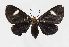  (Calodesma sp. HG01 - RMNH.INS.981068)  @14 [ ] CreativeCommons - Attribution Non-Commercial Share-Alike  Hajo Gernaat Unspecified