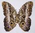  (Caligo euphorbus - RMNH.INS.1453754)  @11 [ ] CreativeCommons - Attribution Share-Alike (2022) Hajo Gernaat Naturalis Biodiversity Center