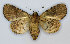  ( - RMNH.INS.1453729)  @11 [ ] CreativeCommons - Attribution Share-Alike (2022) Unspecified Naturalis Biodiversity Center