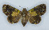  ( - RMNH.INS.1557635)  @11 [ ] CreativeCommons - Attribution Share-Alike (2023) Hajo Gernaat Naturalis Biodiversity Center