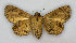  ( - RMNH.INS.1557635)  @11 [ ] CreativeCommons - Attribution Share-Alike (2023) Hajo Gernaat Naturalis Biodiversity Center