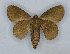  ( - RMNH.INS.1298026)  @11 [ ] CreativeCommons - Attribution Share-Alike (2023) Hajo Gernaat Naturalis Biodiversity Center