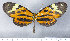  ( - RMNH.INS.1297952)  @11 [ ] CreativeCommons - Attribution Share-Alike (2023) Hajo Gernaat Naturalis Biodiversity Center