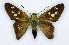  ( - RMNH.INS.1453716)  @11 [ ] CreativeCommons - Attribution Share-Alike (2022) Hajo Gernaat Naturalis Biodiversity Center