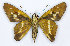  (Niconiades nikko - RMNH.INS.1453716)  @11 [ ] CreativeCommons - Attribution Share-Alike (2022) Hajo Gernaat Naturalis Biodiversity Center