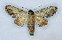  ( - RMNH.INS.1557647)  @11 [ ] CreativeCommons - Attribution Share-Alike (2023) Hajo Gernaat Naturalis Biodiversity Center