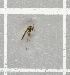  ( - NHMO-DAR-7995)  @12 [ ] CreativeCommons - Attribution Non-Commercial Share-Alike (2016) Unspecified University of Oslo, Natural History Museum