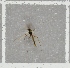  ( - NHMO-DAR-8004)  @12 [ ] CreativeCommons - Attribution Non-Commercial Share-Alike (2016) Unspecified University of Oslo, Natural History Museum