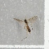  ( - NHMO-DAR-8032)  @11 [ ] CreativeCommons - Attribution Non-Commercial Share-Alike (2016) Unspecified University of Oslo, Natural History Museum