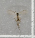  ( - NHMO-DAR-8055)  @11 [ ] CreativeCommons - Attribution Non-Commercial Share-Alike (2016) Unspecified University of Oslo, Natural History Museum