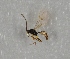  (Aphidius sp. GS_1 - NHMO-DAR-8158)  @12 [ ] CreativeCommons - Attribution Non-Commercial Share-Alike (2016) Unspecified University of Oslo, Natural History Museum