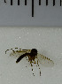  ( - SV1043)  @12 [ ] No Rights Reserved (2013) Unspecified University of Oslo, Natural History Museum