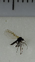  ( - SV1070)  @12 [ ] No Rights Reserved (2013) Unspecified University of Oslo, Natural History Museum
