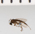  ( - SV1196)  @13 [ ] CreativeCommons - Attribution Share-Alike (2014) Natural History Museum, University of Oslo Natural History Museum, University of Oslo