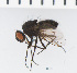 (Spilogona megastoma - SV1231)  @14 [ ] CreativeCommons - Attribution Share-Alike (2014) Natural History Museum, University of Oslo Natural History Museum, University of Oslo