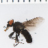  ( - SV1272)  @13 [ ] CreativeCommons - Attribution Share-Alike (2014) Natural History Museum, University of Oslo Natural History Museum, University of Oslo