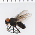  ( - SV1273)  @13 [ ] CreativeCommons - Attribution Share-Alike (2014) Natural History Museum, University of Oslo Natural History Museum, University of Oslo