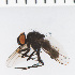  ( - SV1274)  @13 [ ] CreativeCommons - Attribution Share-Alike (2014) Natural History Museum, University of Oslo Natural History Museum, University of Oslo