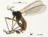  ( - SV591)  @12 [ ] CreativeCommons - Attribution Non-Commercial Share-Alike (2012) NTNU Museum of Natural History and Archaeology NTNU Museum of Natural History and Archaeology