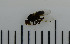  (Parapiophila vulgaris - SV874)  @13 [ ] No Rights Reserved (2013) Unspecified University of Oslo, Natural History Museum