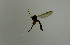  ( - SV893)  @12 [ ] No Rights Reserved (2013) Unspecified University of Oslo, Natural History Museum
