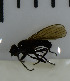  ( - SV909)  @12 [ ] No Rights Reserved (2013) Unspecified Univeristy of Oslo, Natural History Museum