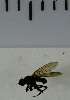  ( - SV940)  @12 [ ] No Rights Reserved (2013) Unspecified Univeristy of Oslo, Natural History Museum