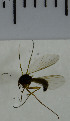  ( - SV942)  @12 [ ] No Rights Reserved (2013) Unspecified Univeristy of Oslo, Natural History Museum