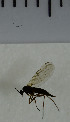  ( - SV944)  @12 [ ] No Rights Reserved (2013) Unspecified Univeristy of Oslo, Natural History Museum