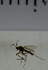  ( - SV969)  @12 [ ] No Rights Reserved (2013) Unspecified Univeristy of Oslo, Natural History Museum